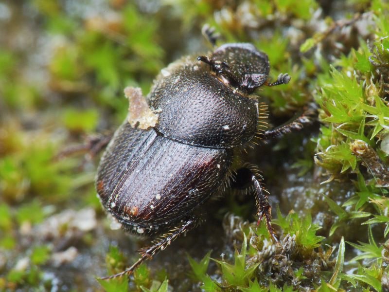 Onthophagus furcatus (Fabricius, 1781)